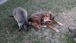 Смотреть Любовь кенгуру и собаки