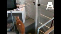 Смотреть Кот открывает запертую дверь