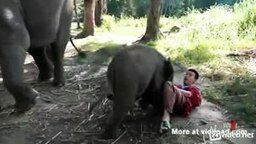 Смотреть Милый и нежный слонёнок