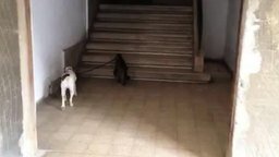 Кот ведёт за поводок собаку