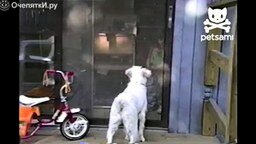 Смотреть Пёс протаранил дверь