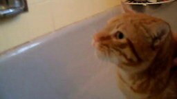 Смотреть Кот бьёт тревогу в ванной