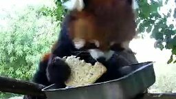 Смотреть Красная панда проголодалась