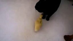 Смотреть Чёрный кот и жёлтый утёнок