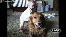 Смотреть Собаки играют с детишками