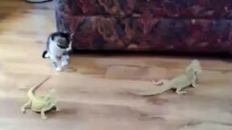 Смотреть Котёнок против двух ящериц