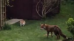Смотреть Два кота против лисы