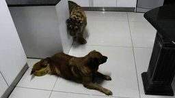 Смотреть Собака против тигрёнка