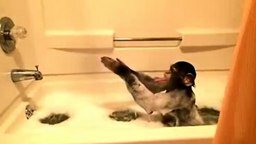 Шимпанзе принимает ванну