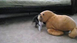 Выдра играет с моржом