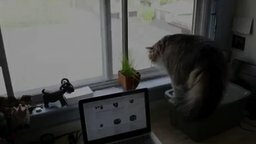 Смотреть Внезапный кот за стеклом