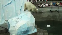 Смотреть Белый медведь и канистра