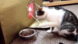 Смотреть Кот ест, как человек!