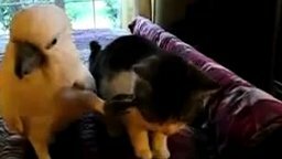 Смотреть Тонкие отношения кота и какаду