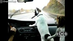 Смотреть Собаки против автомобильных дворников