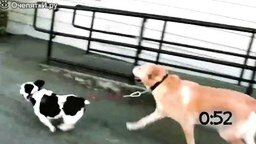 Смотреть Собаки выгуливают собак