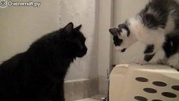 Смотреть Как познакомить двух котов