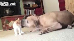 Смотреть Котёнок против огромного пса
