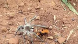 Смотреть Битва паука и земляной осы