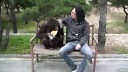 Смотреть Китайский обезьян отнимает чипсы у орангутана
