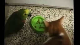 Кот и попугай выясняют отношения