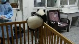 Малыш панды пытается сбежать