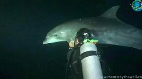 Смотреть Дайвер помог дельфину