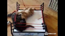 Смотреть Битва котят на ринге