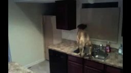 Грандиозный побег собаки из кухни