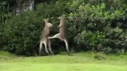 Смотреть Поединок двух кенгуру