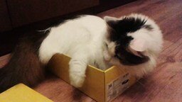 Смотреть Кошка в узкой коробке