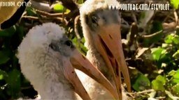 Смотреть Пеликаны ржут над тобой