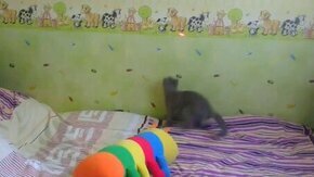 Котёнок против лазерной точки