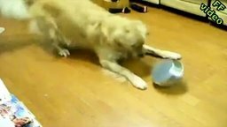 Смотреть Собака против железной миски
