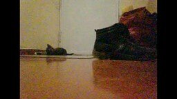 Смотреть Странный котёнок в коридоре