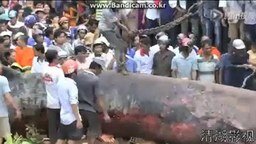 Вьетнамцы поймали кита