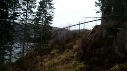 Норвежский способ уничтожить дерево