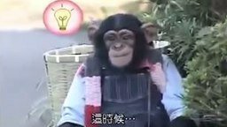 Хитрая шимпанзе - смотреть видео (2:33)