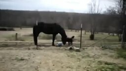 Смотреть Лошадь и собака - лучшие друзья