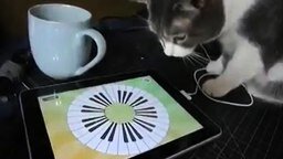 Смотреть Кошка играет на планшете