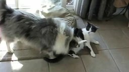 Кот и пёс играются и резвятся