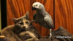 Наглые попугаи и терпеливые кошки