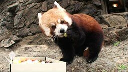 Смотреть Маленькая красная панда