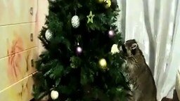 Кот, енот и новогодняя ёлка