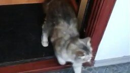 Кот защитил пса от атаки другого кота смотреть видео прикол - 0:33