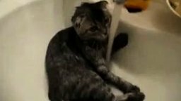 Странный кот в раковине