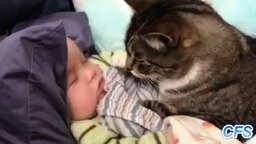 Смотреть Кошки заботятся о малышах