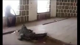 Смотреть Экстремальный спорт с крокодилом