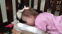 Кошка начищает малышку