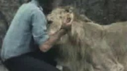 Смотреть Встреча со львом после разлуки